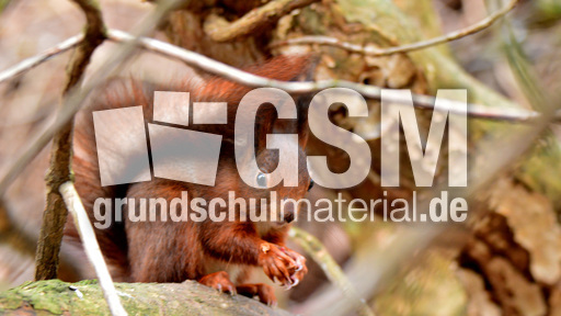 Eichhörnchen (11).jpg